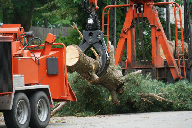 Best Tree Branch Trimming  in USA